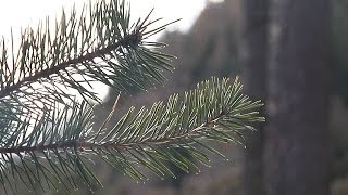 WEIHNACHTSBAUM aus dem Wald [upl. by Graff]