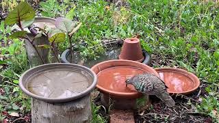 Bronzewing Pigeon [upl. by Cattier502]