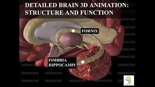 Human Neuroanatomy Detailed Brain 3D Animation  Structure and Function [upl. by Coates]