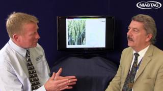 Importance of septoria control [upl. by Hgielrahc]