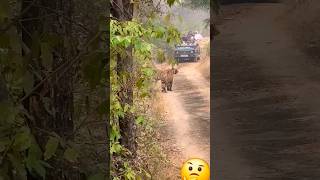 Best Tiger Zone in Ranthambore National Park  shorts shortsfeed ytshorts tigerattack [upl. by Ilojne400]