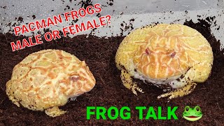 Pacman Frogs  Frog Talk 🐸  Male or Female Click and find Out [upl. by Artimid]