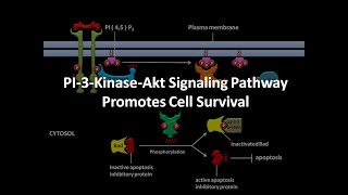 PI3 kinase Akt Signaling Pathway [upl. by Greeson]