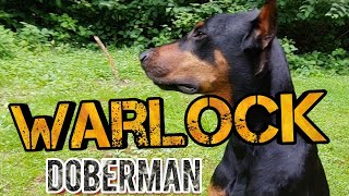 Warlock Doberman Pinscher  What are they [upl. by Enytsirk674]