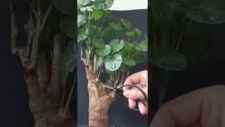 Pruning polyscias bonsai tree bonsai bonsaitree pruningbonsai shorts [upl. by Aihsia561]