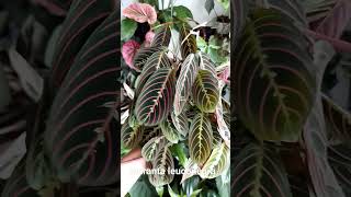 Maranta leuconeura [upl. by Cr]