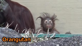 Amazing orangutan family 412 オランウータン家族の日常【Cute animal baby videos】【多摩動物公園】 [upl. by Tullusus]