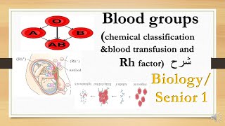 blood groups transfusionamp Rh factor  biology 1st secondary شرح [upl. by Salter]