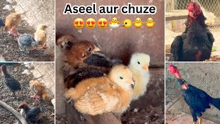 🐥 aseel chicks aagaye mere terrace pe😍😍🐥🐣🥹🥰☺️💕💕🫀 Aseel chicks Mumbai [upl. by Peatroy]