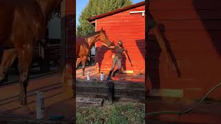 suddleny the hose is terrifying fyp fyppppppppppppppppppppppp fypシ゚viral viraltiktok horse [upl. by Adnanref354]