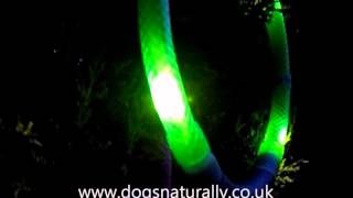 LED Leuchtie Dog Collar Dogs Naturally [upl. by Williamsen]