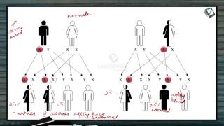 Color Blindness explained in a simple manner Principles of Inheritance and Variation Botany XII [upl. by Arlene]