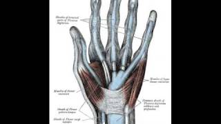 Flexor Tendon Sheath Infection [upl. by Ardnuasac]