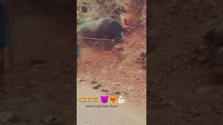 महाराजा 🔥❤😍shortfeed vairalvideo bullfightindia yutubeshort [upl. by Jillene721]