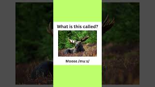 Forest animal vocabulary with pictures englishlanguage english engquiz languagelearning animal [upl. by Relyuc]