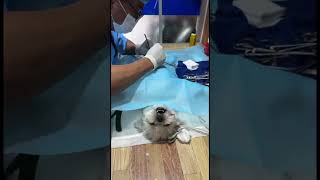 dog spaying and antibiotic for pain killer [upl. by Nnaeirrac]