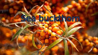 Sea buckthorn  Lemon of the North [upl. by Enomahs889]