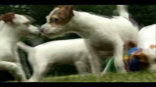 Dogs 101  Jack Russell [upl. by Haidej561]