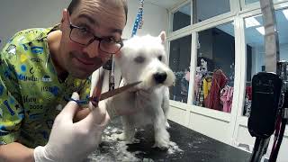 WEST HIGHLAND WHITE TERRIER GROOMING [upl. by Eidnim]