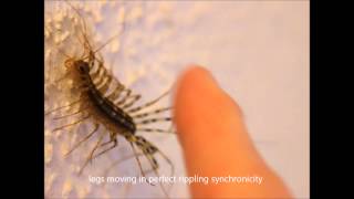 House Centipede Scutigera coleoptrata [upl. by Audrey]