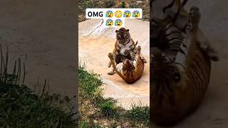 OMG Tiger 🐯 Real fight animals lion tigercreative journeys [upl. by Sands910]