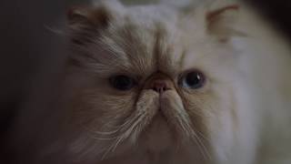 Funny AMAZING Commercial  Judgmental Cat Thinks you Boink Too Much [upl. by Ahtiuqal]