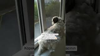 Dış seslere havlama köpekeğitimi köpekeğitmeni poddle köpek doggerel doglove köpekvideoları [upl. by Metzger903]