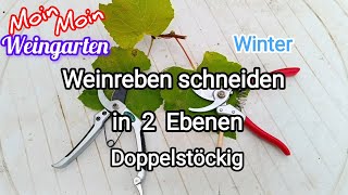 Weinrebe zurück schneiden 2 Ebene Rückschnitt mehrjährige Weinrebe Winter  Herbst Trauben Video 3 [upl. by Anavas685]