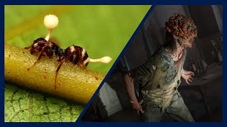 Cordyceps Zombies and Fungal Infections  Doctor Explains the Science Behind quotThe Last of Usquot [upl. by Oretna]