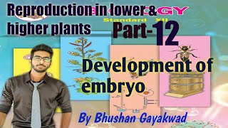 development of embryo class 12th  part 12 reproduction in lower and higher plants [upl. by Clarise592]