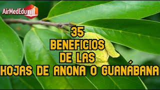 35 Beneficios de las Hojas de Anona o Guanábana [upl. by Idissac]