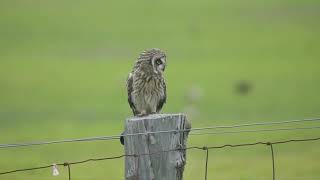 Hawaii Pueo Short Eared Owl [upl. by Paff586]