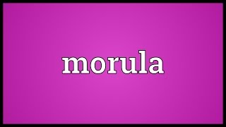 Morula Meaning [upl. by Siubhan]