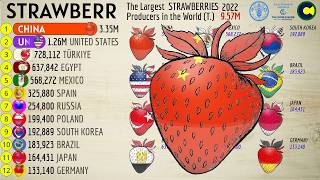 The Largest STRAWBERRIES Producers in the World [upl. by Yroj897]