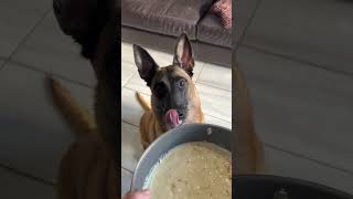 Cottage Cheese The Secret Superfood for Dogs [upl. by Shepherd]