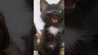 Vairal black cat meme vedio 🐈‍⬛ memes vairalshort shorts ytshorts cat funny [upl. by Lateehs]