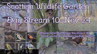 Day Stream November 10th 2024  Bird Feeders Wildlife Cameras Scotland UK from SWG [upl. by Husha]