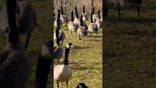 Flock of Canada Geese 🇨🇦 カナダガンの群れ shorts [upl. by Idieh610]