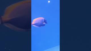 MARINE BLUE TANG AQUARIUM aquarium fish [upl. by Hakon]