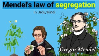 Mendels law of segregation Easy Explanation In UrduHindi [upl. by Map]