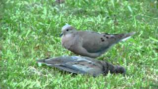 Curioso comportamiento de una Torcaza Zenaida auriculata [upl. by Adnav]