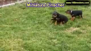 Miniature Pinscher Puppies For Sale In Gillette Wyoming WY Rock Spriings Sheridan [upl. by Aleakim539]