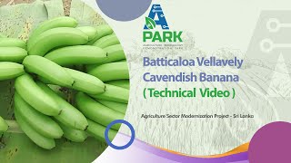 Batticaloa Vellavely Cavendish Banana [upl. by Mairb]