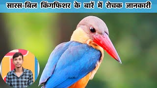 सारसबिल किंगफिशर के बारें में रोचक जानकारी  storkbilled kingfisher ke bare me rochak jankari [upl. by Frieder616]