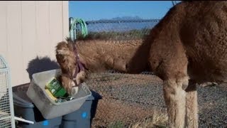 Camels really hate bins [upl. by Dani]