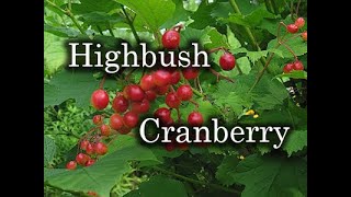 High Bush Cranberry [upl. by Eicak663]