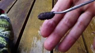 Huge Botfly Maggot Removed From A Chipmunk Cuterebra Larva [upl. by Eila716]