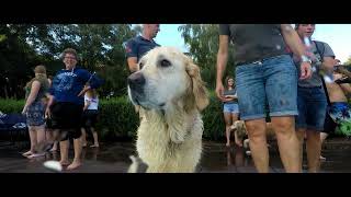 Hondenplons zwembad quotDe Berckenquot Reuver September 2018 Dog swim [upl. by Lustick684]