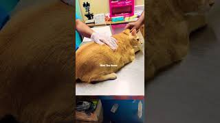 medicine checking Cat ❗💥 ringtone bgm sad catshorts cat mewo cuteanimal catlover cutecat [upl. by Lieno]