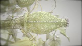 ADEPIDYN™  control on Botrytis cinerea [upl. by Eidur310]